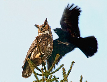 Great Horned Owl crow attack - Jim Flowers