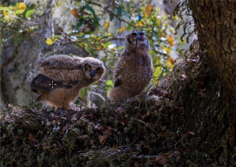 Great Horned Owlets - Robert Strickland