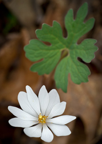 Bloodroot, South Mountians State Park