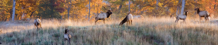 Kentucky Elk Herd