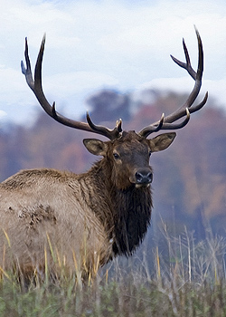 Kentucky Elk Portrait