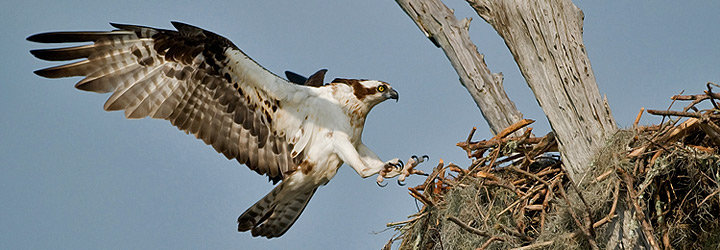 Osprey returning to nest