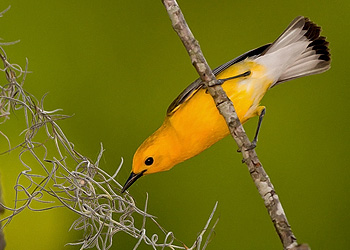 Prothonotary Warbler gathering Nest Material
