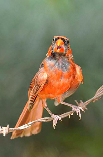Molting Cardinal