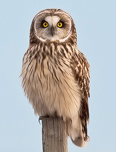 Fishing Bay Short-eared Owl (Asio flammeus) - Jim Flowers