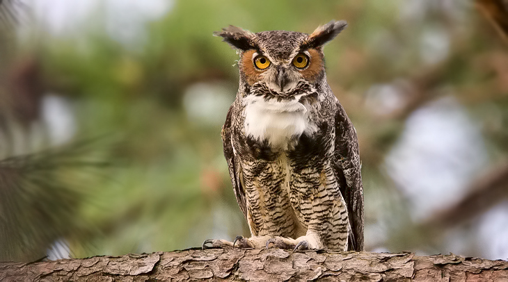 Great Horned Owl (Bubo virginianus) - Larry Hitchens