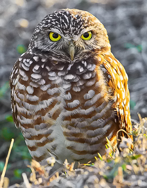 Burrowing Owl - Eric Gerber