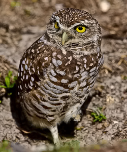 Florida Burrowing Owl - Eric Gerber