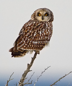 New Jersey Short-eared Owl - Eric Gerber