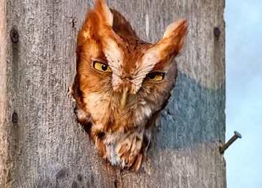 Red morph and Pennsylvania Owl Box - Jim Flowers