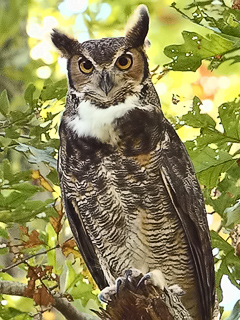 Great Horned Owl - Eric Gerber