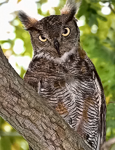 Great Horned Owl - Jim Flowers