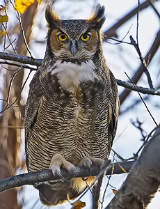 Great Horned Owl - Larry Hitchens