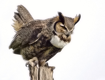 Great Horned Owl - Larry Hitchens
