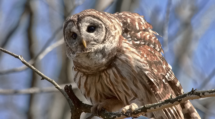 Barred Owl (Hoot Owl) - Jim Flowers