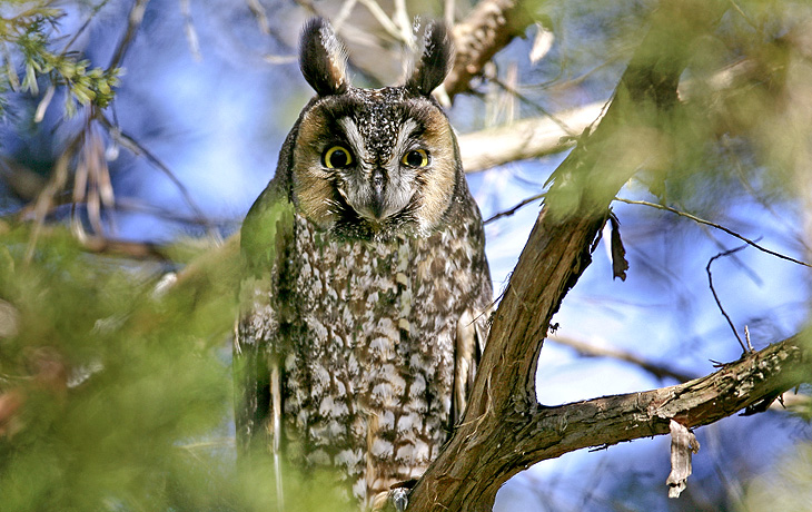 Long-eared Owl (Asio otus) - Larry Hitchens
