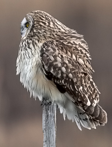 Fishing Bay Short-eared Owls - Jim Flowers