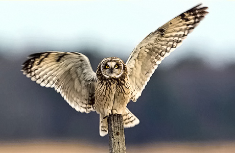 Fishing Bay Short-eared Owl - Larry Hitchens