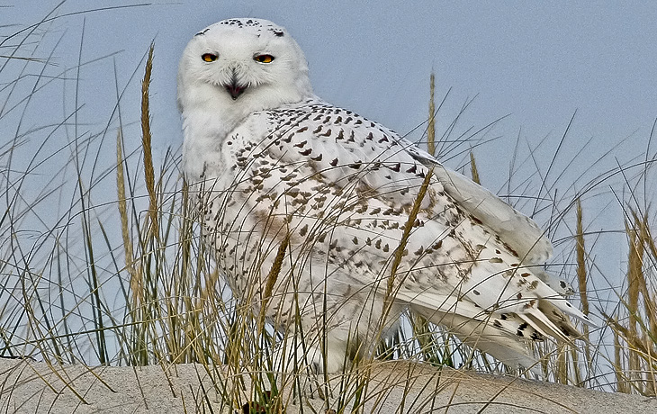 Snowy Owl (Nyctea scandiaca) - Larry Hitchens