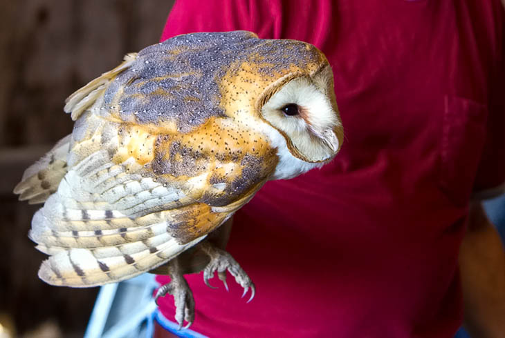 Barn Owl (Tyto alba) - Larry Hitchens