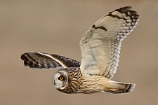 Pennsylvania Short-eared Owl