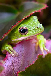 Green Tree Frog - Steve Ellwood