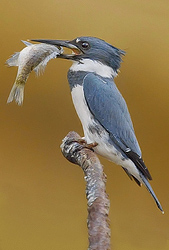 Belted Kingfisher - Steve Ellwood
