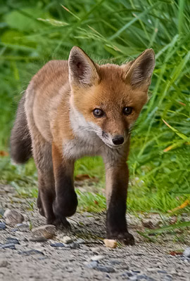  Red Fox Kit travels a Bombay Hook Roadway