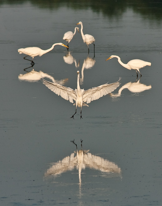 Great Egrets fishing the Shearness Pool