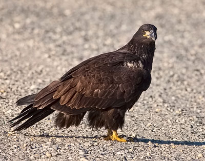 'Road Warrior' An Immature Bald Eagle tests on the auto tour roadway