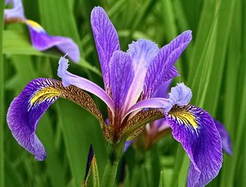 Blue flag Iris (Iris versicolor)
