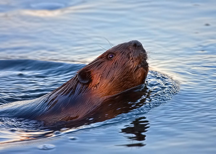 Beaver swimming in the Finis Pool