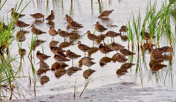 Migrating Short-billed Dowitchers rest in the shallows of the Raymond Pool