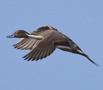 A Northern Pintail Drake  takes flight over the Shearness Pool