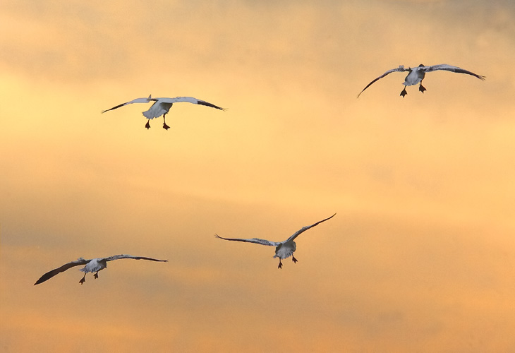 'Gear and Flaps Down' on a sunset approach of Greater Snow geese