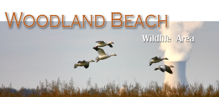 Snow Geese over the Woodland Beach Wildlife Area