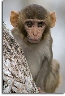Juvenile Rhesus Monkey