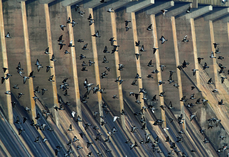 Dam Pigeons, Conowingo Dam - Lisel Shoffner Powell