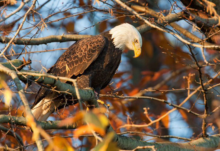 Eagle in Tree, Conowingo Dam - Robert Kemmerlin