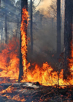 Longleaf pine savanna burning