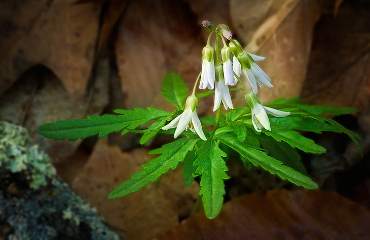 >Cutleaf Toothwort at Pearson's Falls