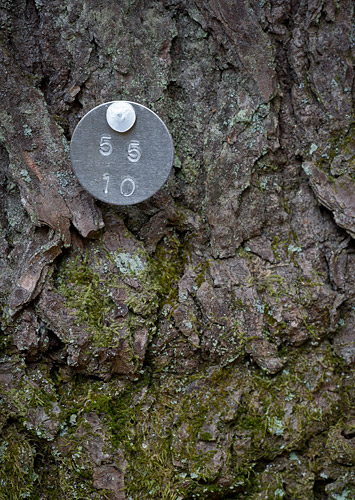 Tagged Eastern Hemlock, South Mountians State Park