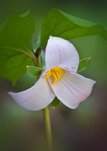 Catesby Trillium, South Mountians State Park
