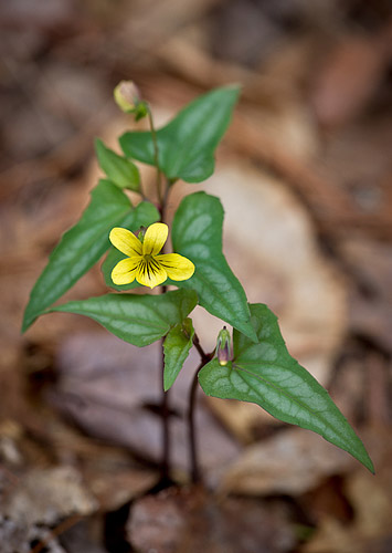 Halberd-leaved Violet, South Mountians State Park