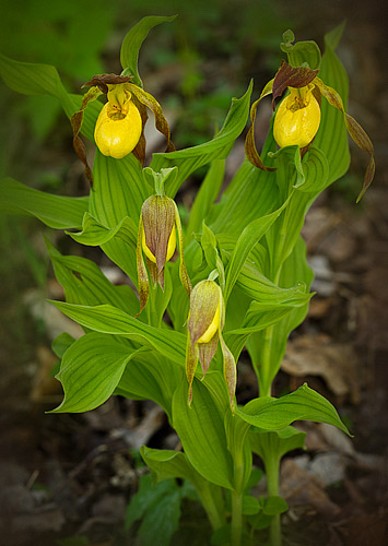 Yellow Lady's Slipper, South Mountians State Park