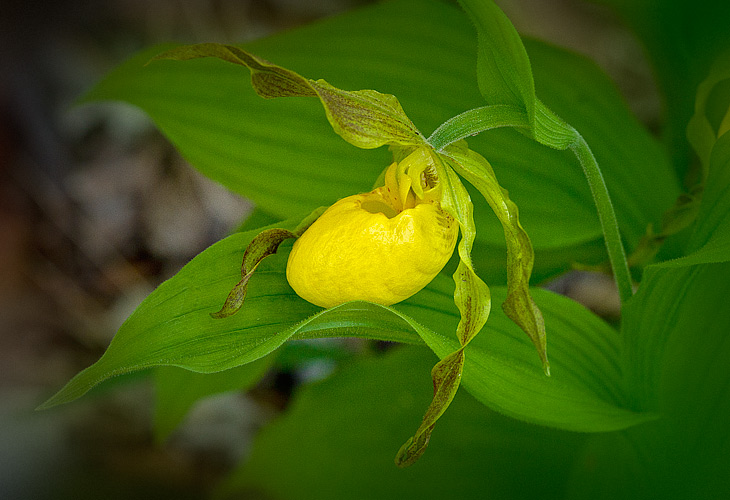 Yellow Lady's Slipper close-up, South Mountians State Park