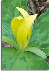 Yellow Trillium (Trillium luteum)