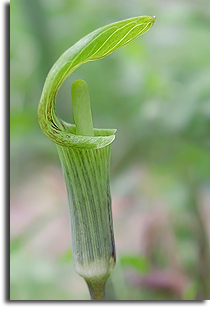 Jack-in-the-pulpit (Arisaema triphyllum (L.))