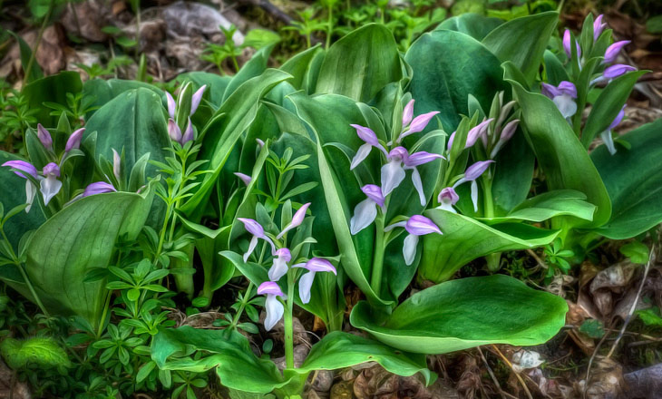 Showy Orchis, Whiteoak Sink